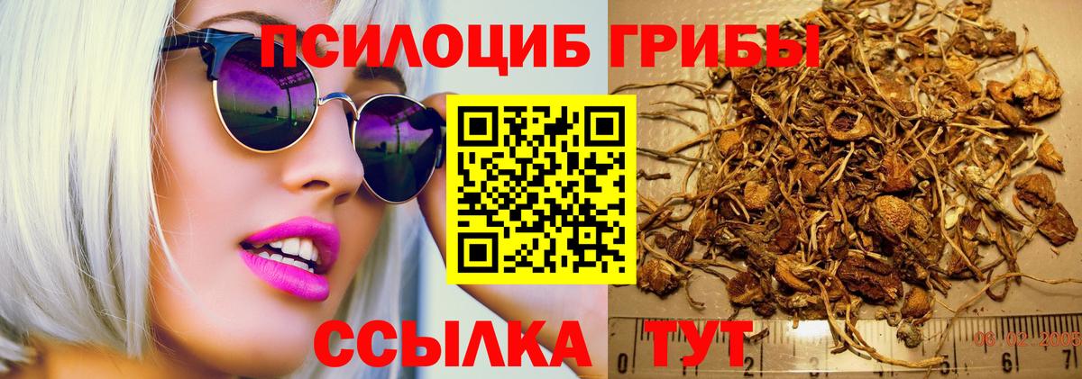 Псилоцибиновые грибы Psilocybine cubensis Новоуральск